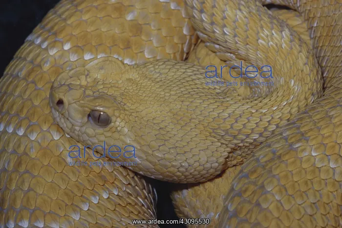 : Albino Western Diamondback : Albino Western Diamondback