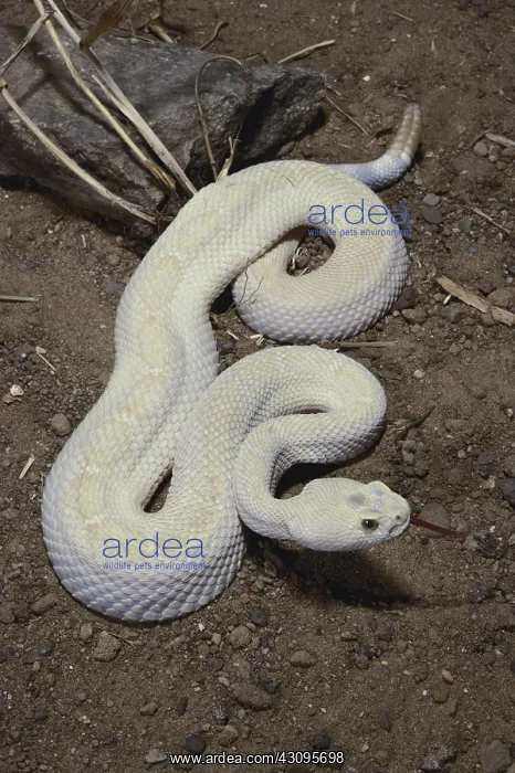 : Albino Western Diamondback : Albino Western Diamondback