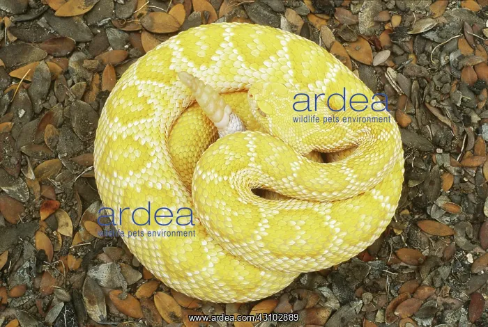 : Albino Western Diamondback Rattlesnake : Albino Western Diamondback Rattlesnake