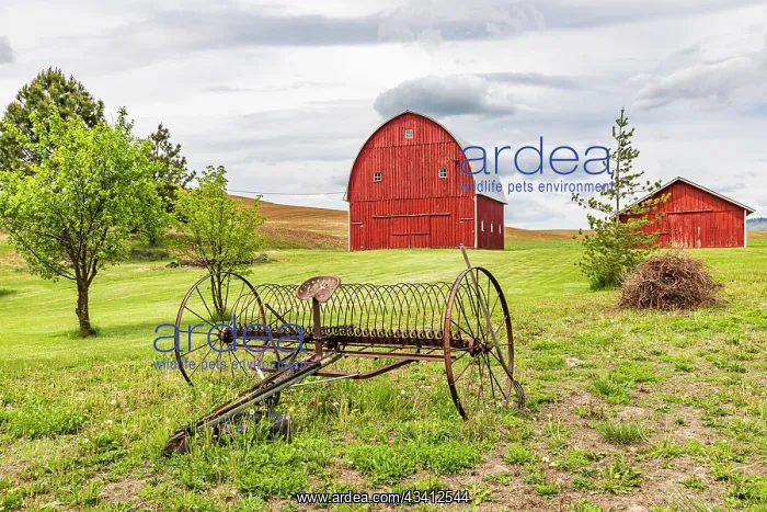  : Albion, Washington State, USA. Red barns and antique