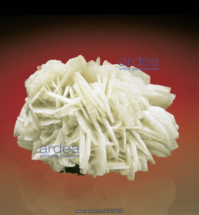 : Albite, a feldspar mineral : Albite, a feldspar mineral