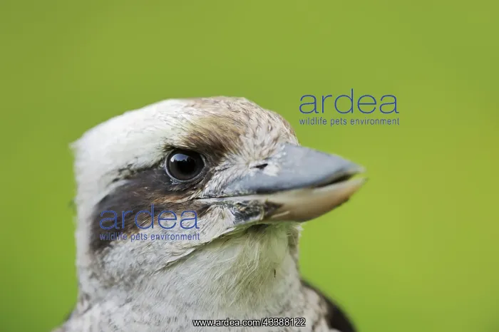 : Alcedinidae : Alcedinidae