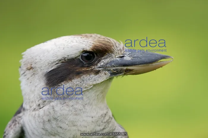: Alcedinidae : Alcedinidae