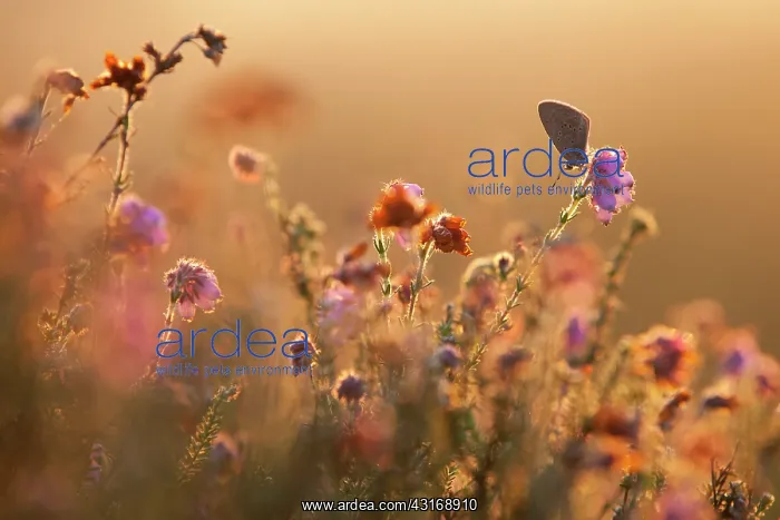  : Alcon Blue