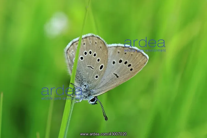  : Alcon Blue Alcon Large Blue