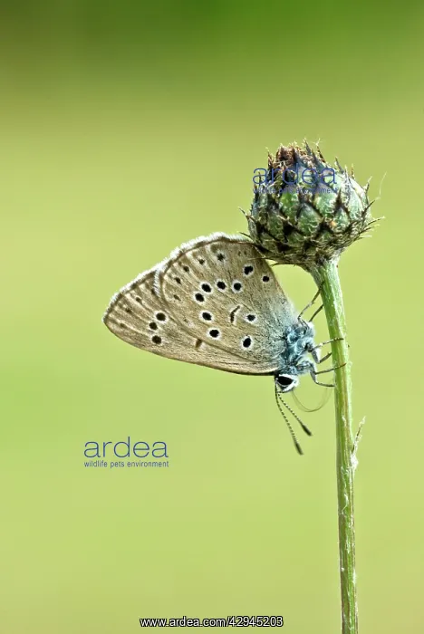 : Alcon blue - Underside, resting on plant : Alcon blue - Underside, resting on plant