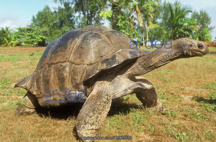  : Aldabra Giant TORTOISE