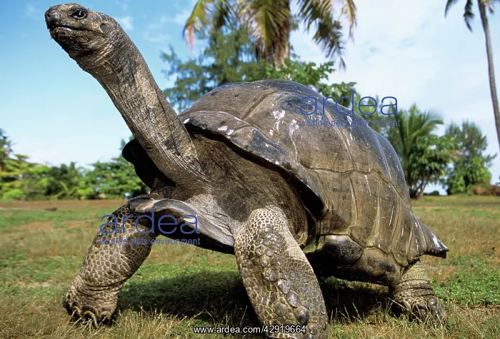 : Aldabra Giant TORTOISE : Aldabra Giant TORTOISE
