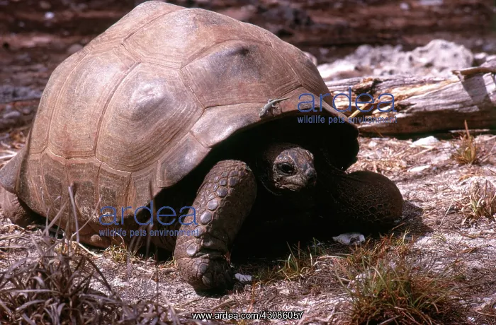 : Aldabra Giant Tortoise : Aldabra Giant Tortoise