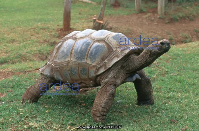 : Aldabra Giant Tortoise : Aldabra Giant Tortoise