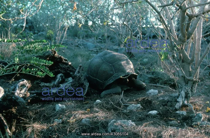 : Aldabra Giant Tortoise : Aldabra Giant Tortoise