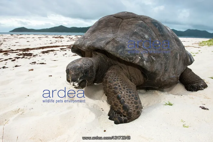 : Aldabra Giant Tortoise : Aldabra Giant Tortoise