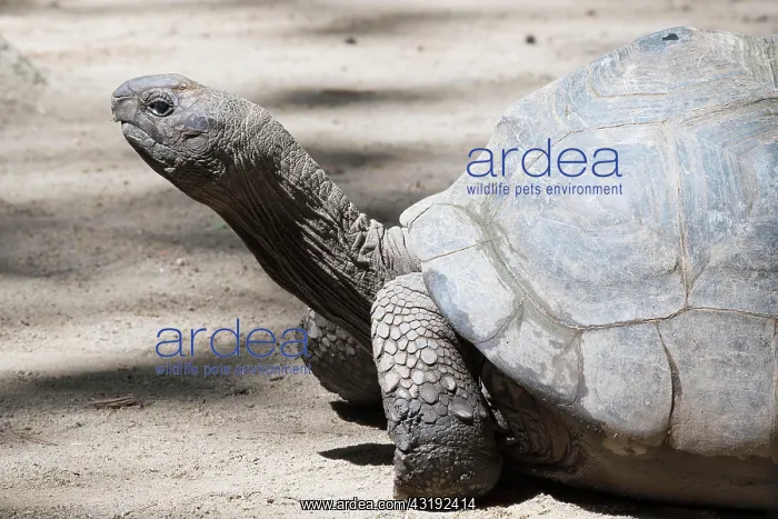 : Aldabra giant tortoise (Aldabrachylis gigantea) : Aldabra giant tortoise (Aldabrachylis gigantea)