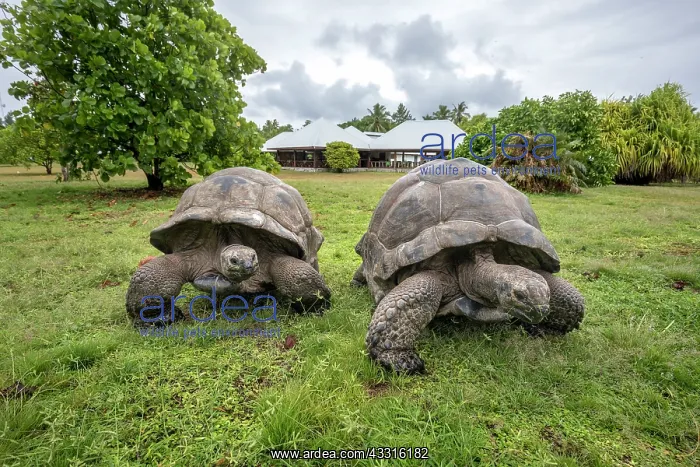 : Aldabra Giant Tortoise - Bird Island - Seychelles : Aldabra Giant Tortoise - Bird Island - Seychelles