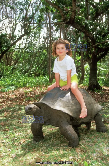 : Aldabra Giant TORTOISE - child riding : Aldabra Giant TORTOISE - child riding