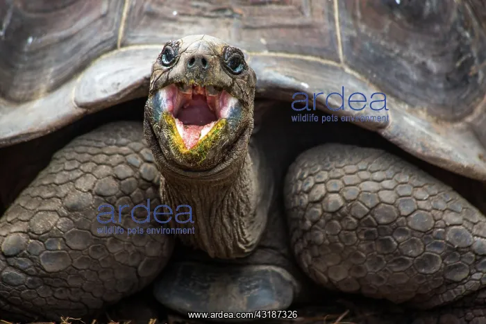 : Aldabra giant tortoise (Geochelone gigantea), Aldabra : Aldabra giant tortoise (Geochelone gigantea), Aldabra