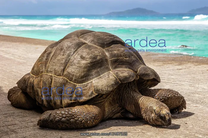  : Aldabra giant tortoise (Geochelone gigantea), Aldabra
