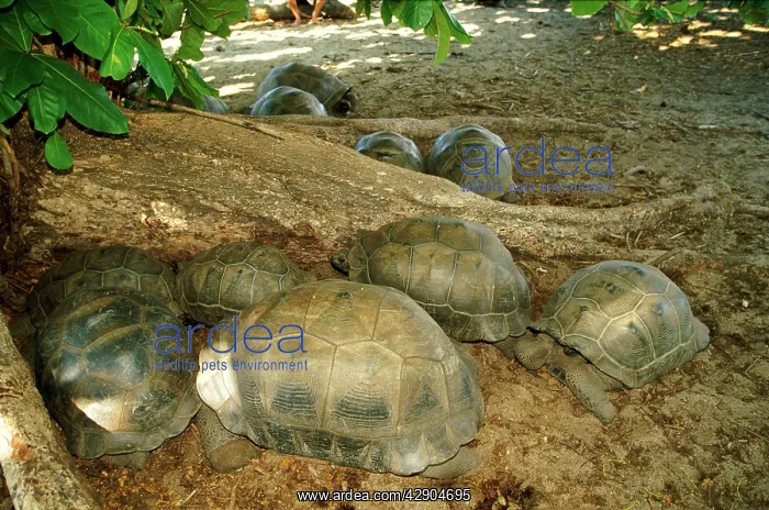 : Aldabra Giant Tortoise - Group resting in the shade : Aldabra Giant Tortoise - Group resting in the shade