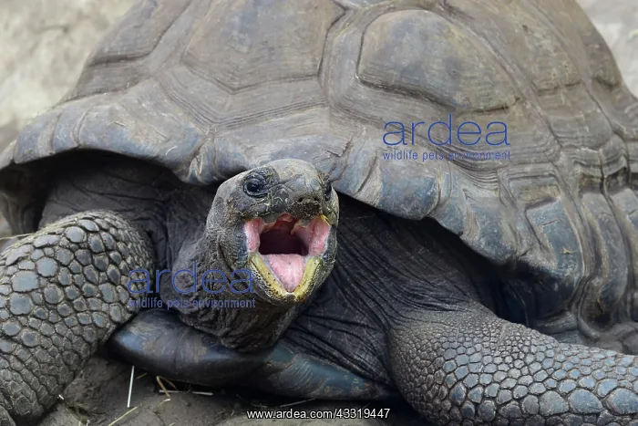 : Aldabra Giant Tortoises (Aldabrachelys gigantea) : Aldabra Giant Tortoises (Aldabrachelys gigantea)