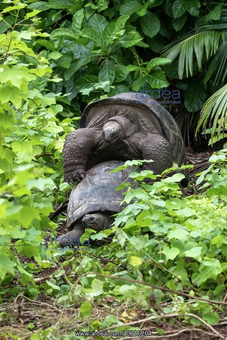 : Aldabra Giant Tortoises - Mating - Bird Island - : Aldabra Giant Tortoises - Mating - Bird Island -