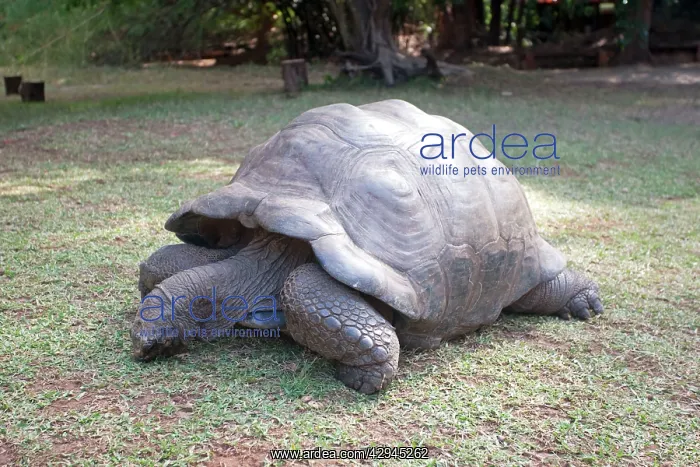 : Aldabra Tortoise : Aldabra Tortoise