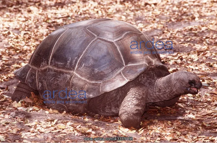 : ALDABRA TORTOISE : ALDABRA TORTOISE