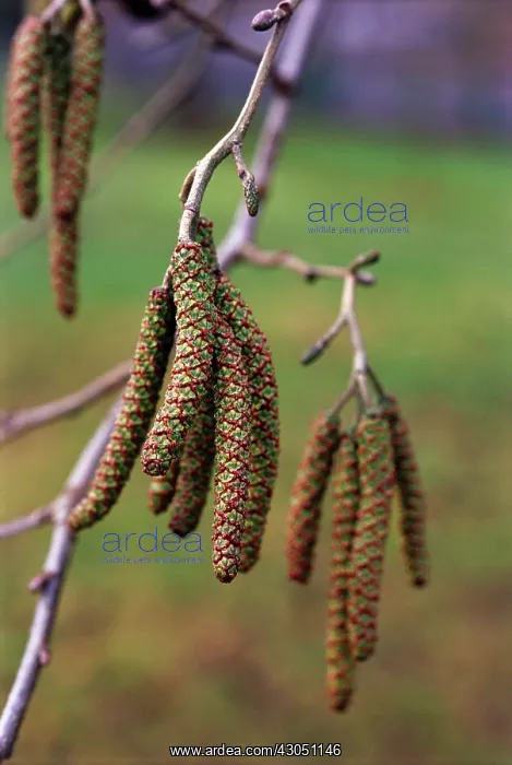 : Alder, Alnus : Alder, Alnus