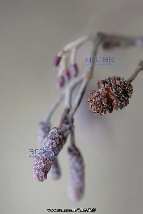  : Alder, Alnus glutinosa