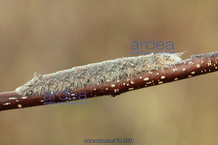 : Alder Buckthorn : Alder Buckthorn