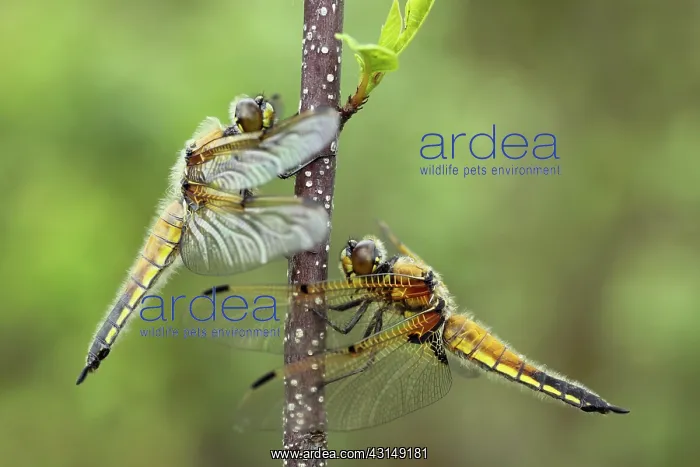 : Alder Buckthorn : Alder Buckthorn