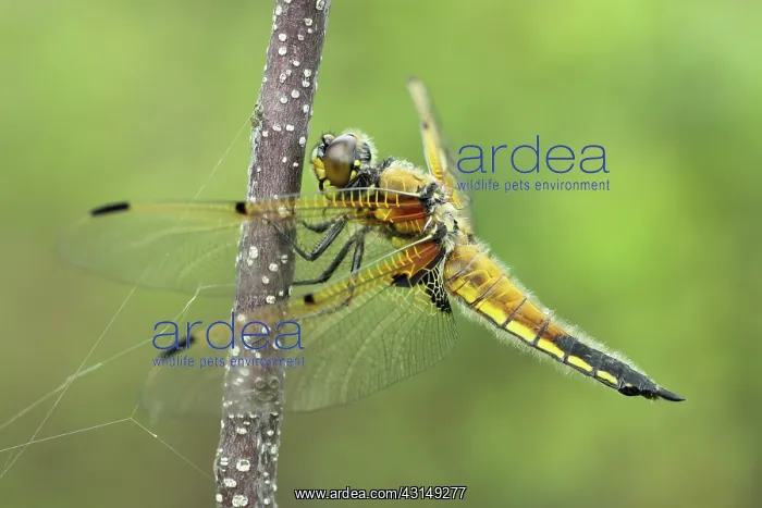 : Alder Buckthorn : Alder Buckthorn