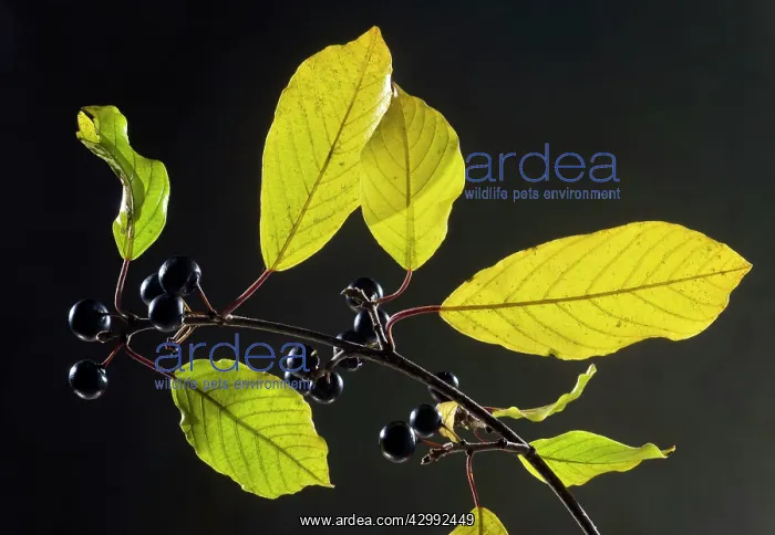  : Alder Buckthorn - in autumn - leaves and berries
