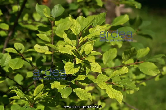 : Alder Buckthorn (Frangula alnus) leaves. Allindelille : Alder Buckthorn (Frangula alnus) leaves. Allindelille