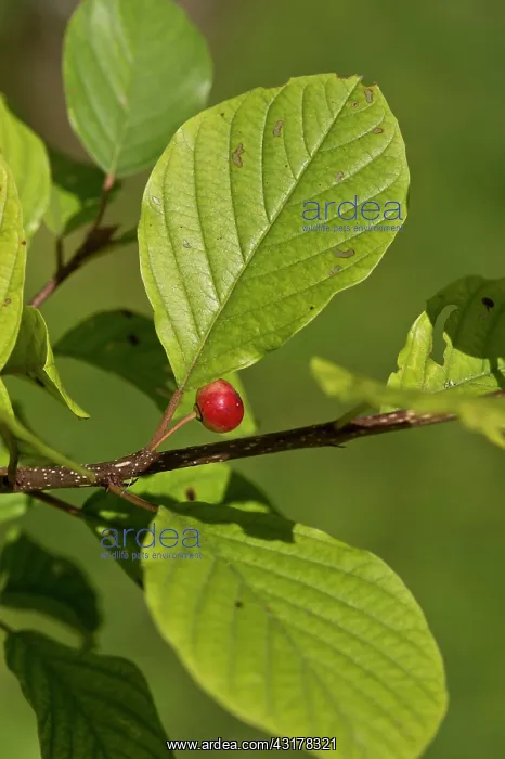 : Alder Buckthorn (Frangula alnus) leaves and fruit : Alder Buckthorn (Frangula alnus) leaves and fruit