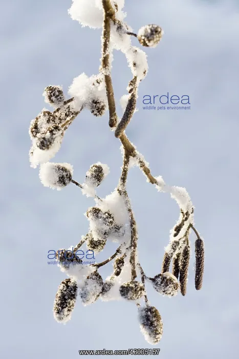  : Alder Catkins