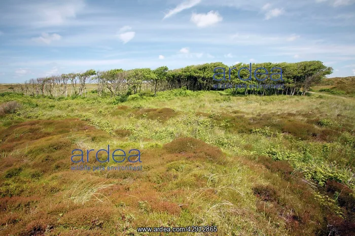 : Alder - copse amongst heathland : Alder - copse amongst heathland