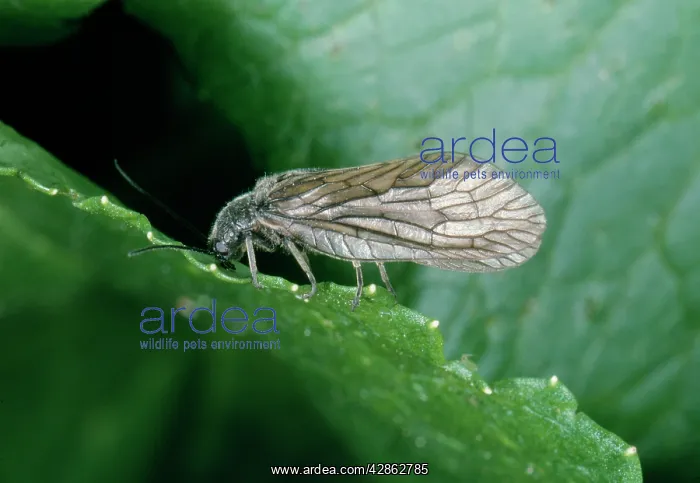  : ALDER FLY (Sialis lutaria)