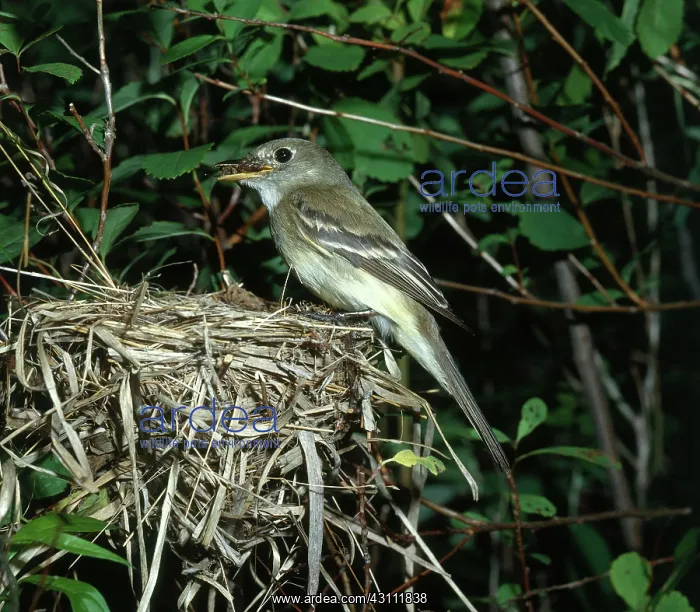 : Alder Flycatcher : Alder Flycatcher
