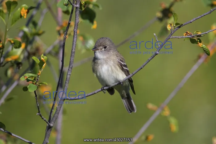 : Alder Flycatcher in shrubs around beaver pond : Alder Flycatcher in shrubs around beaver pond