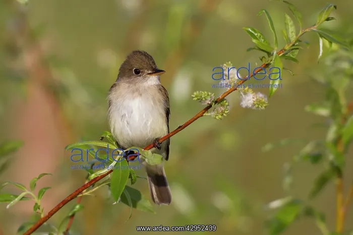 : Alder Flycatcher - on territory in Spring : Alder Flycatcher - on territory in Spring