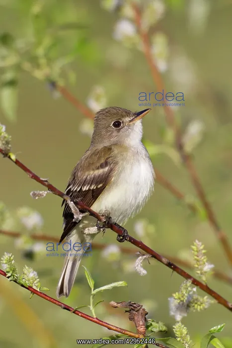 : Alder Flycatcher. On territory in Spring : Alder Flycatcher. On territory in Spring