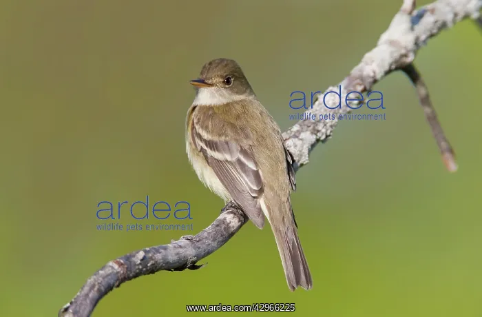 : Alder Flycatcher. On territory in Spring : Alder Flycatcher. On territory in Spring