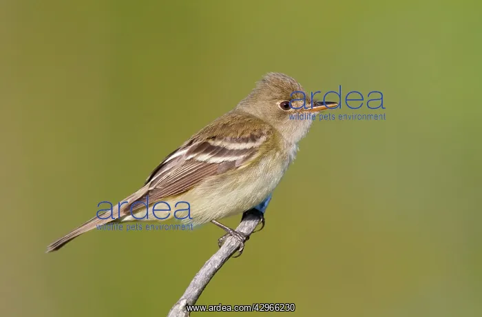 : Alder Flycatcher. On territory in Spring : Alder Flycatcher. On territory in Spring