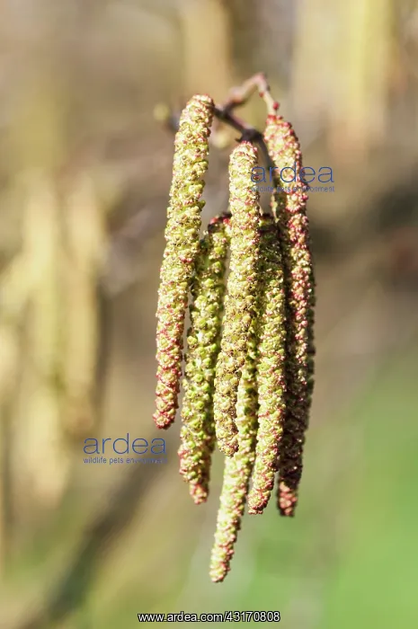 : Alder, Grey Alder, Alnus incana, Front view of a bunch of ma : Alder, Grey Alder, Alnus incana, Front view of a bunch of ma
