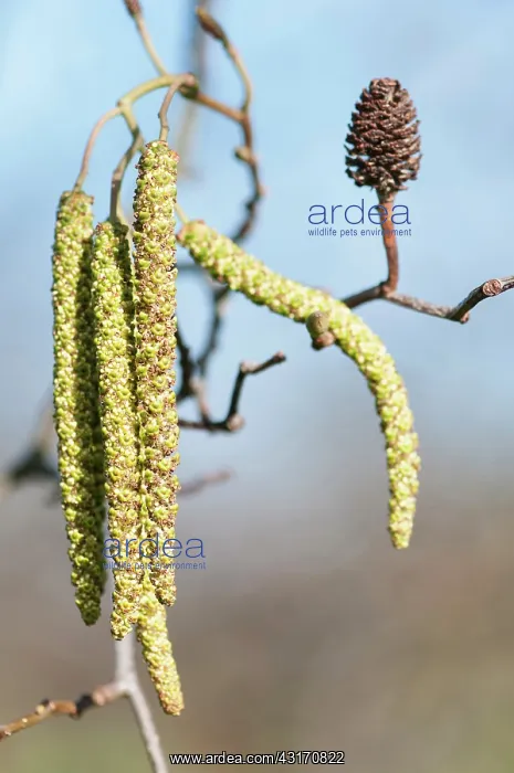 : Alder, Grey Alder, Alnus incana, Front view of a bunch of ma : Alder, Grey Alder, Alnus incana, Front view of a bunch of ma