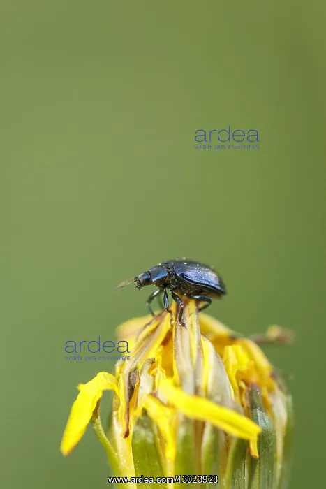 : Alder Leaf Beetle perched on flower Galicia Spain : Alder Leaf Beetle perched on flower Galicia Spain