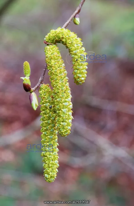 : Alder - male catkins : Alder - male catkins