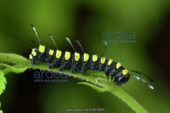 : Alder Moth adult caterpillar warning colour mimicry : Alder Moth adult caterpillar warning colour mimicry