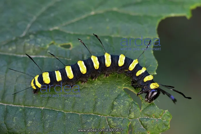 : Alder Moth adult caterpillar warning colour mimicry : Alder Moth adult caterpillar warning colour mimicry