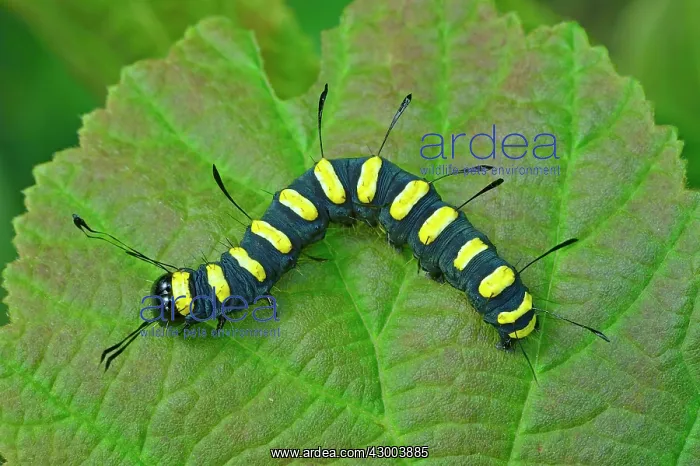 : Alder Moth adult caterpillar warning colour mimicry : Alder Moth adult caterpillar warning colour mimicry